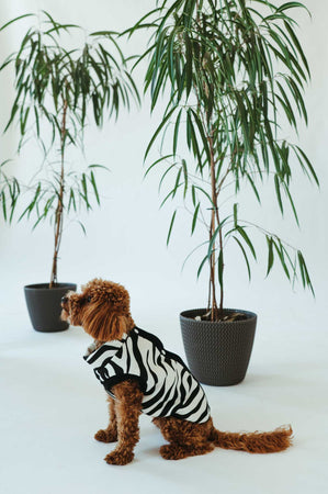 Dog onesie style Zebra – Onesie Premium pets Loungewear
